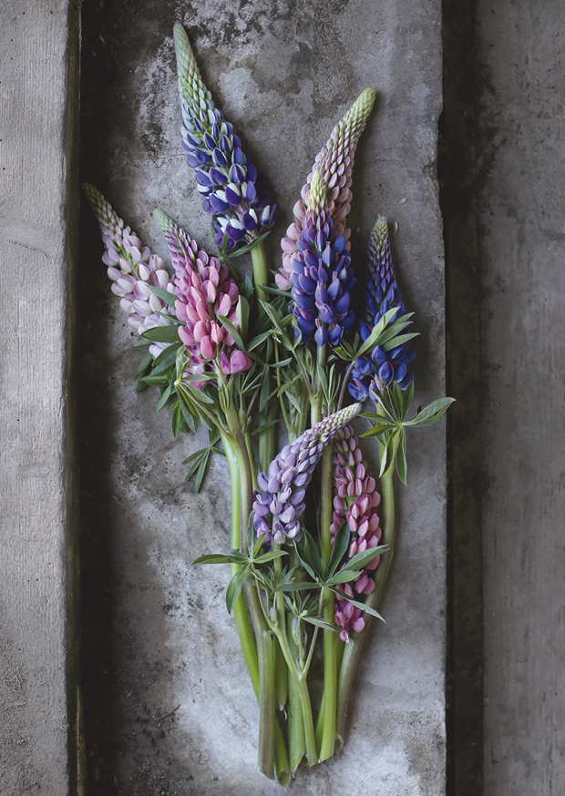 one pretty flower - lupine