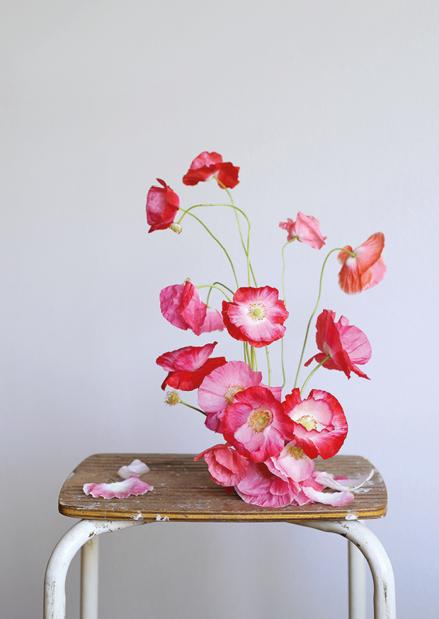 pink poppy ll