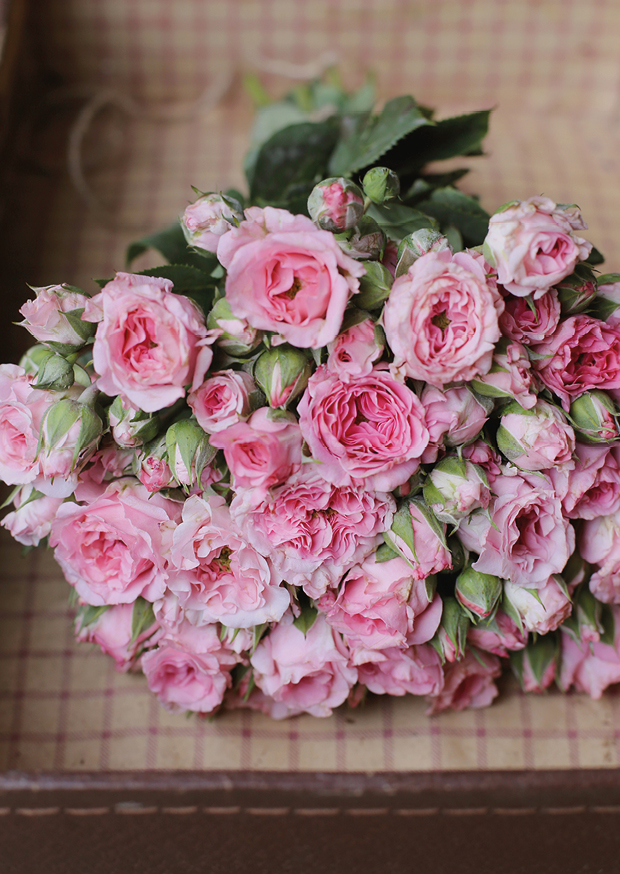 pink roses