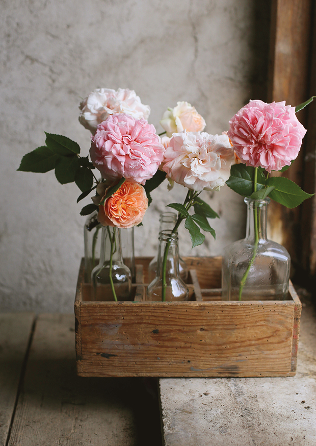 roses from my garden