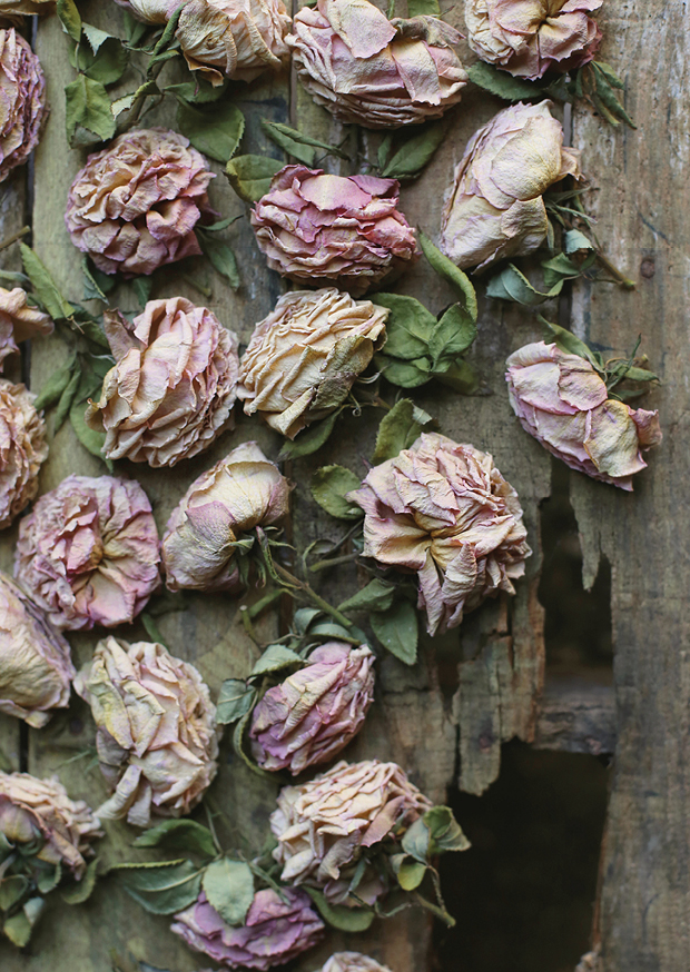 roses