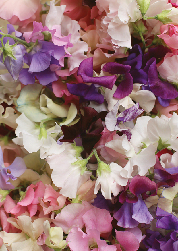 sweet peas