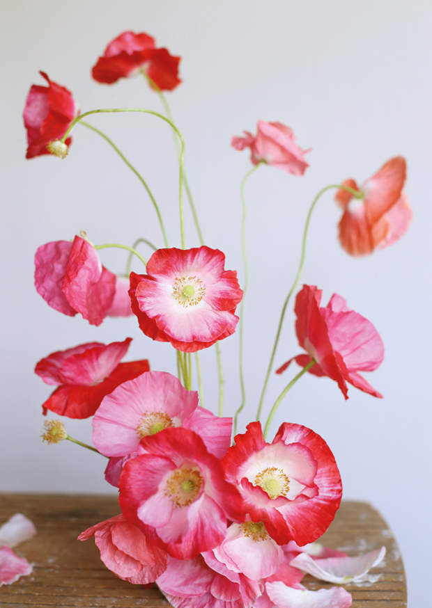 pink poppy ll
