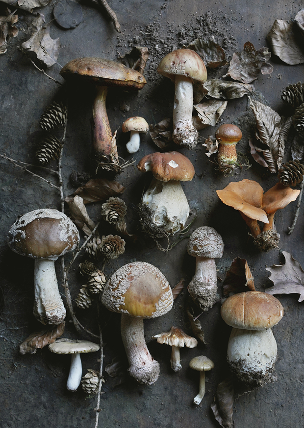 magical wild mushroom