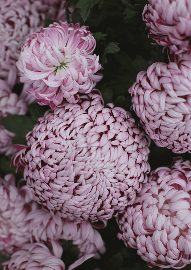 winter florals ll
