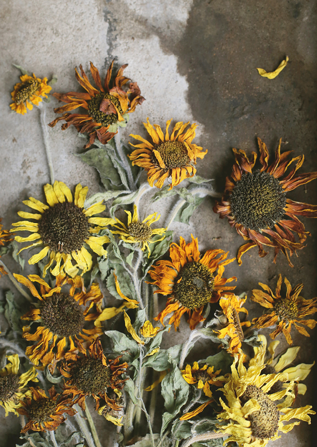 sunflowers