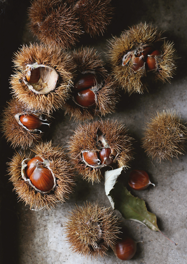 sweet chestnut