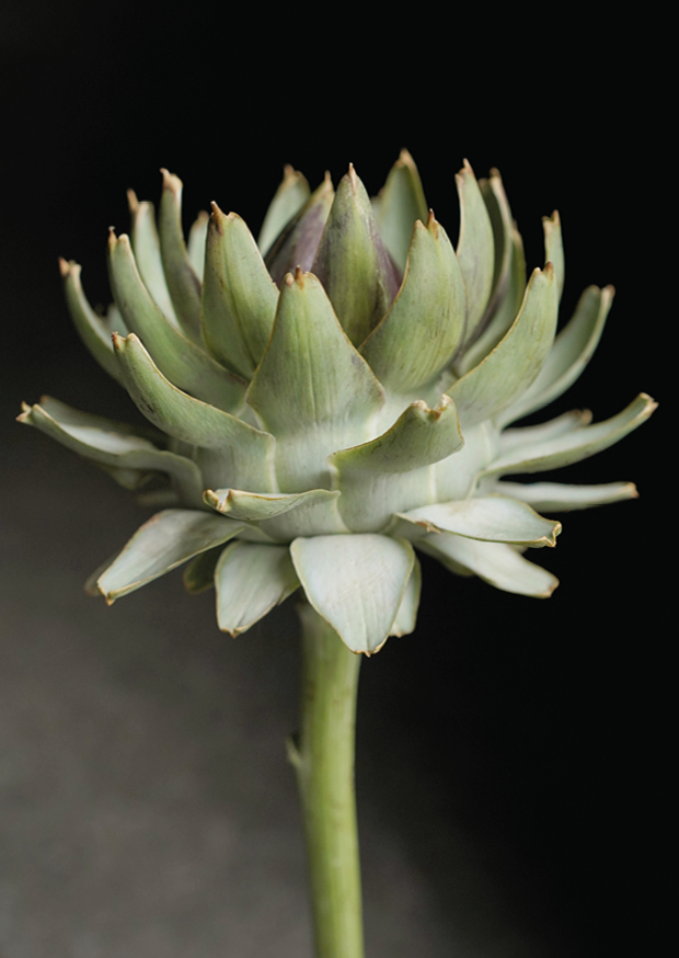 even artichokes have hearts 