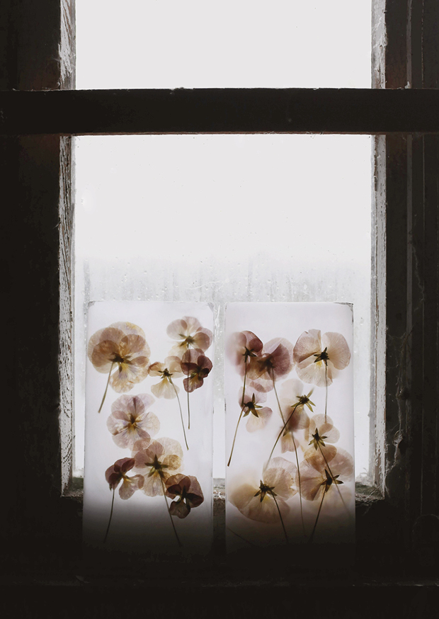 pansy light