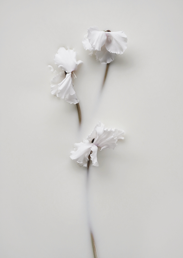 white cyclamen