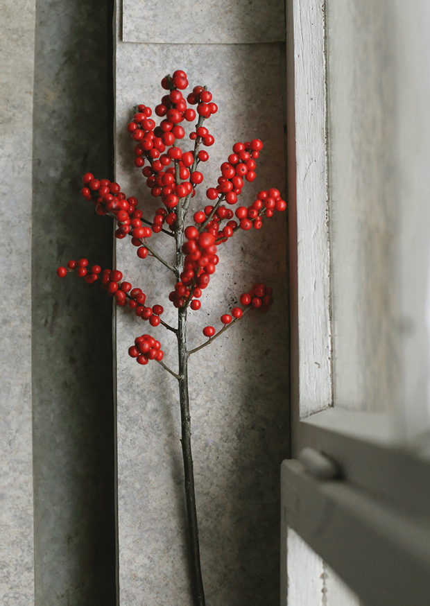 Ilex