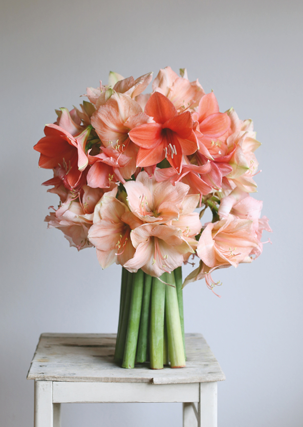 bunch of amaryllis