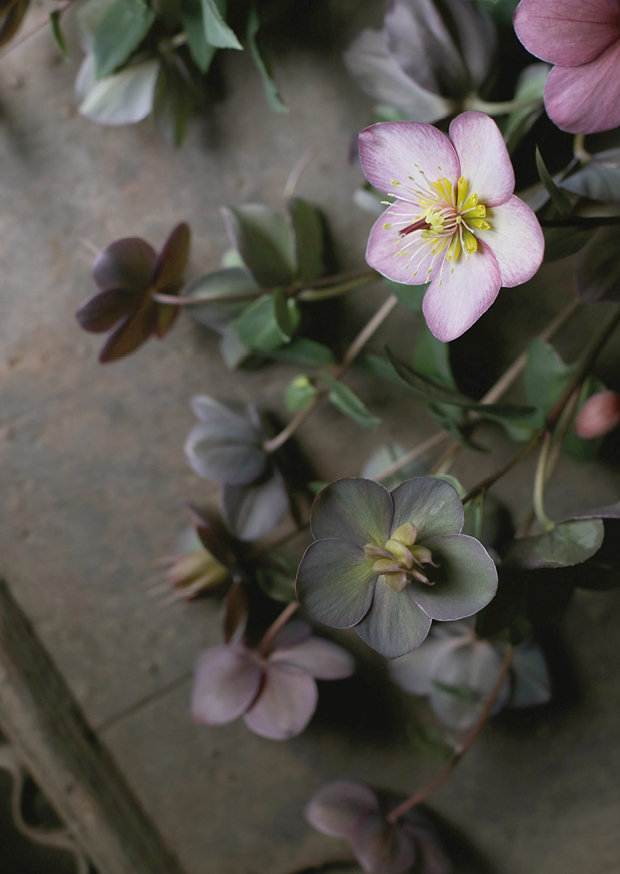 heavenly helleborus