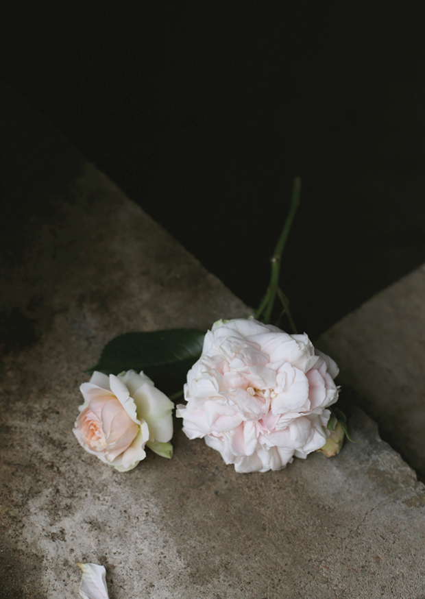 one pretty rose