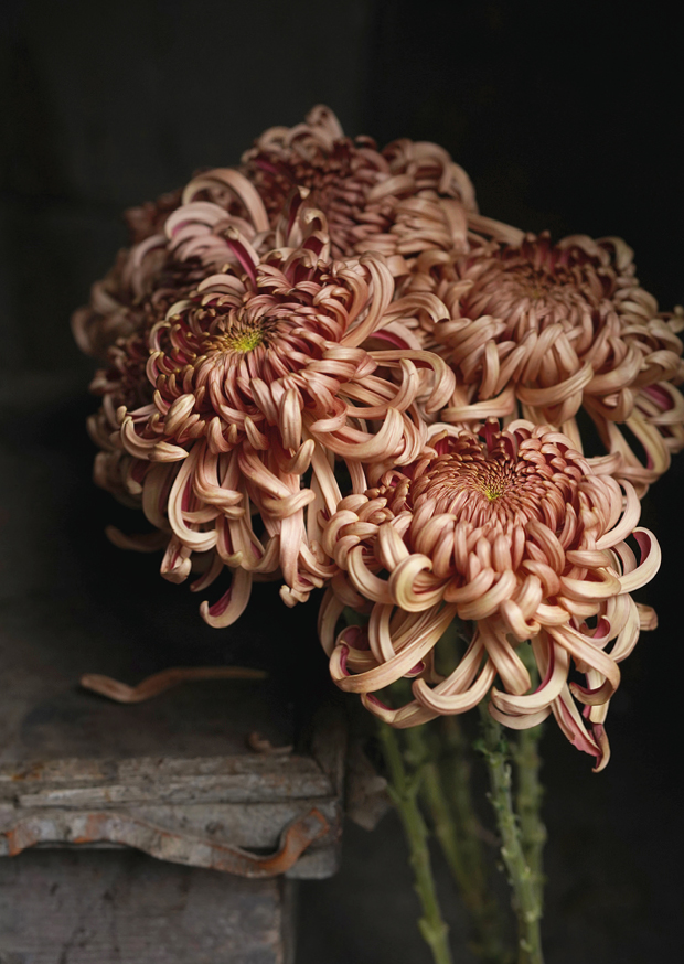 chrysanthemum