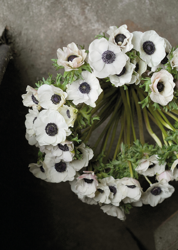 black eyed anemones