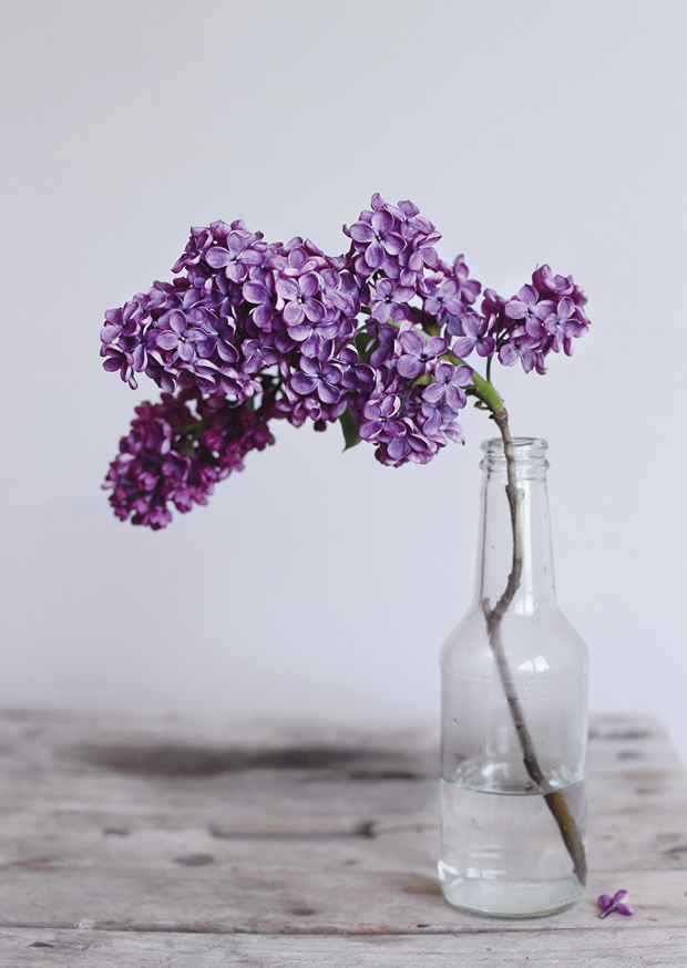 one pretty flower - lilac