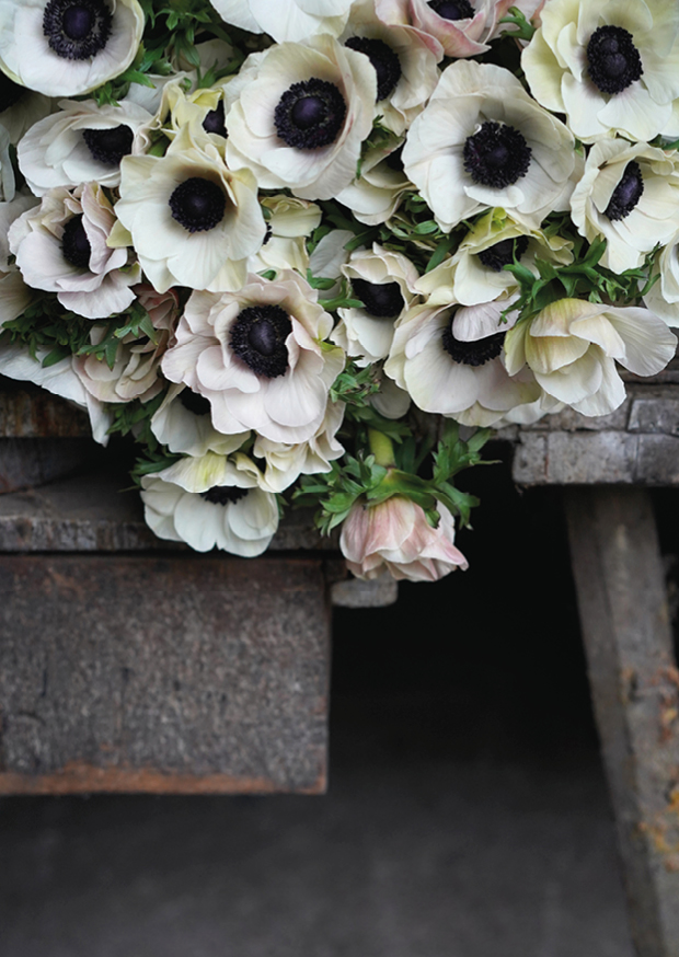 black eyed anemones ll
