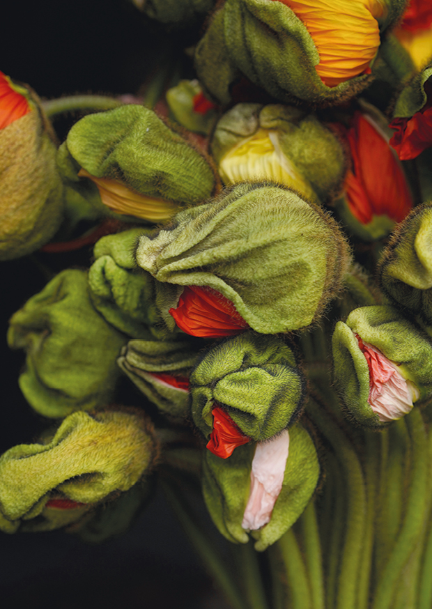 poppies bunch l