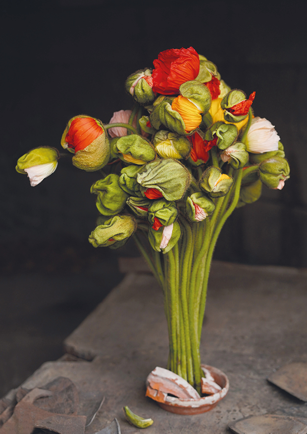 poppies bunch ll