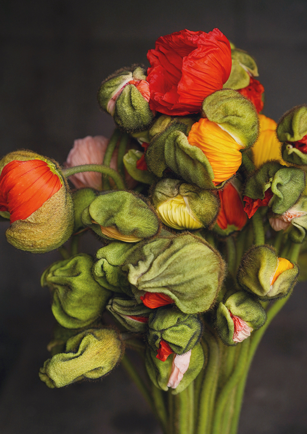 poppies bunch lll