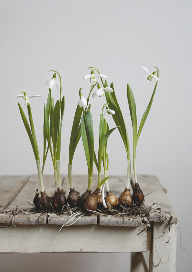 snowdrop l