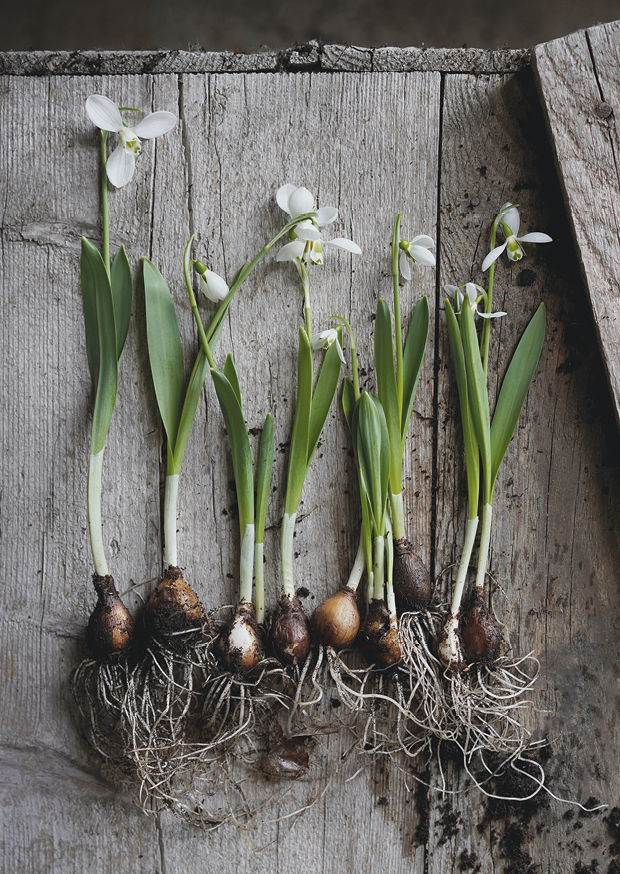 snowdrop ll