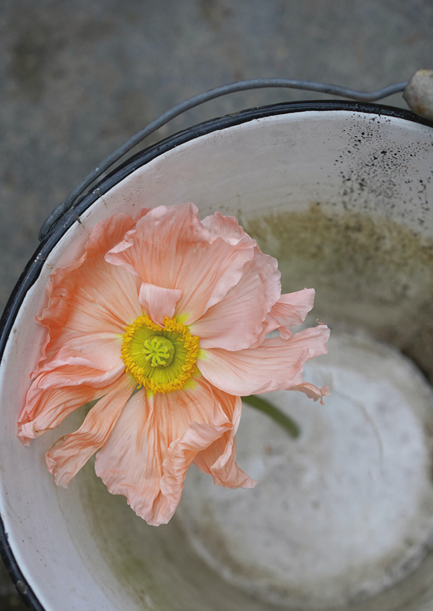 poppyflower