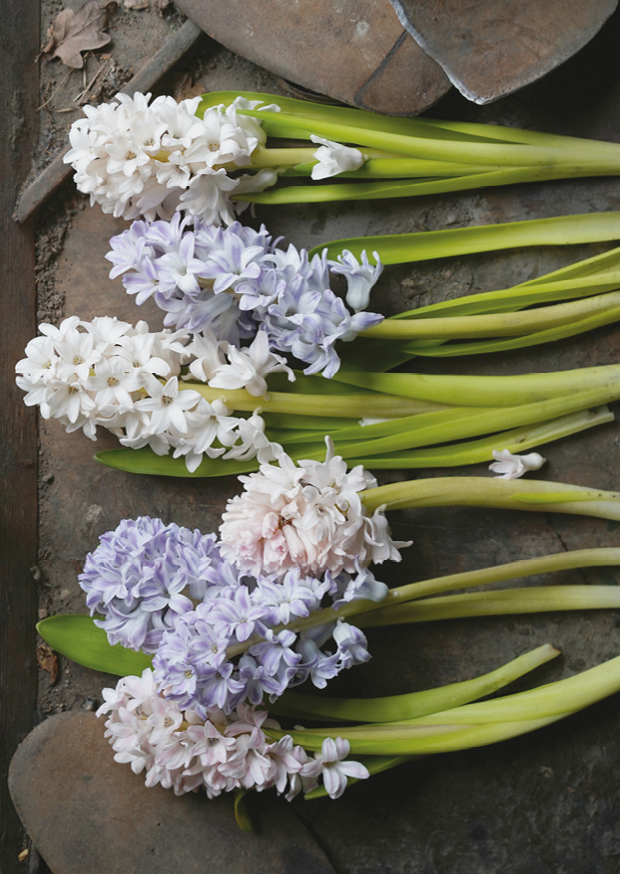 botanical perfume