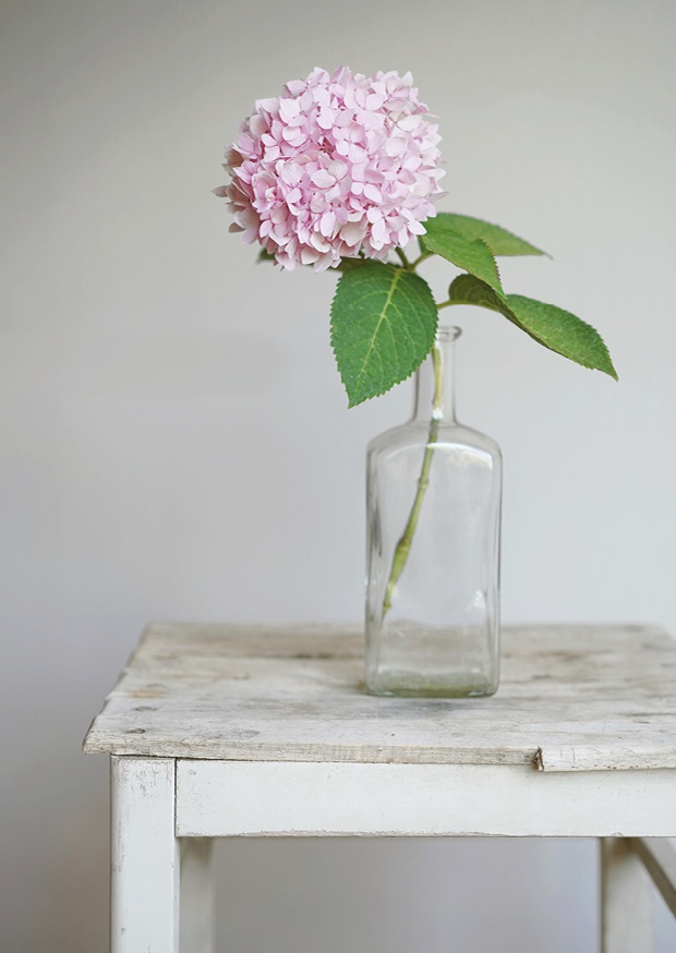one pretty flower hydrangea