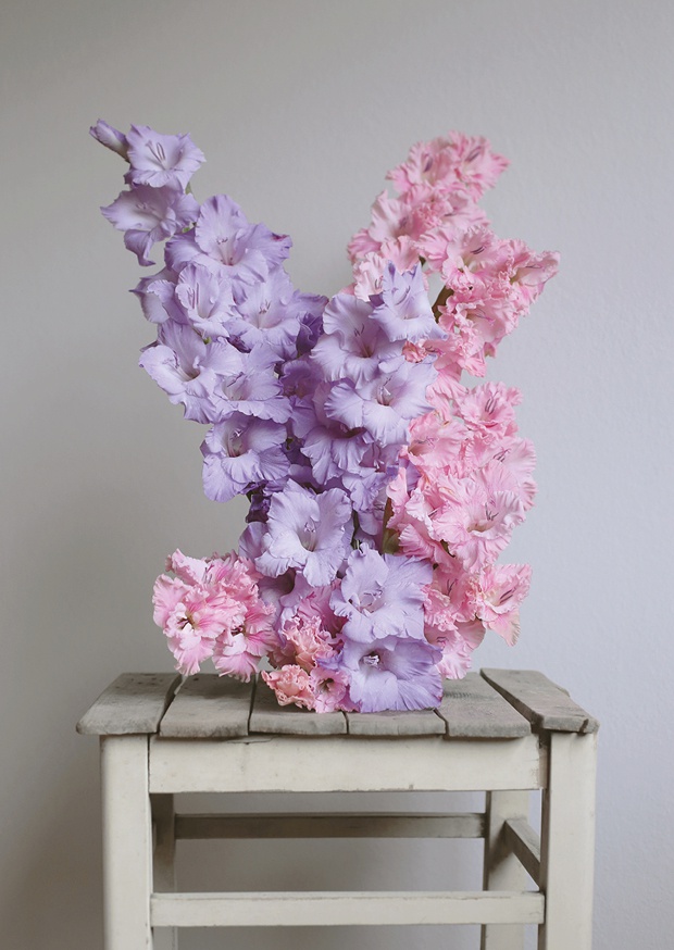 one pretty flower gladiolus