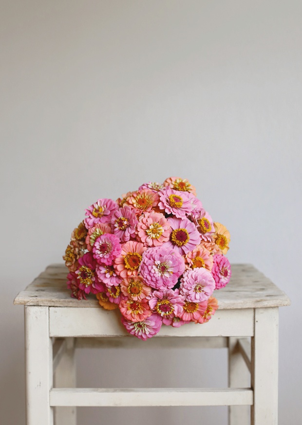 one pretty flower - zinnia