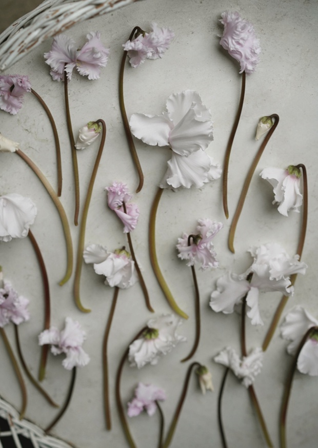 one pretty flower - cyclamen