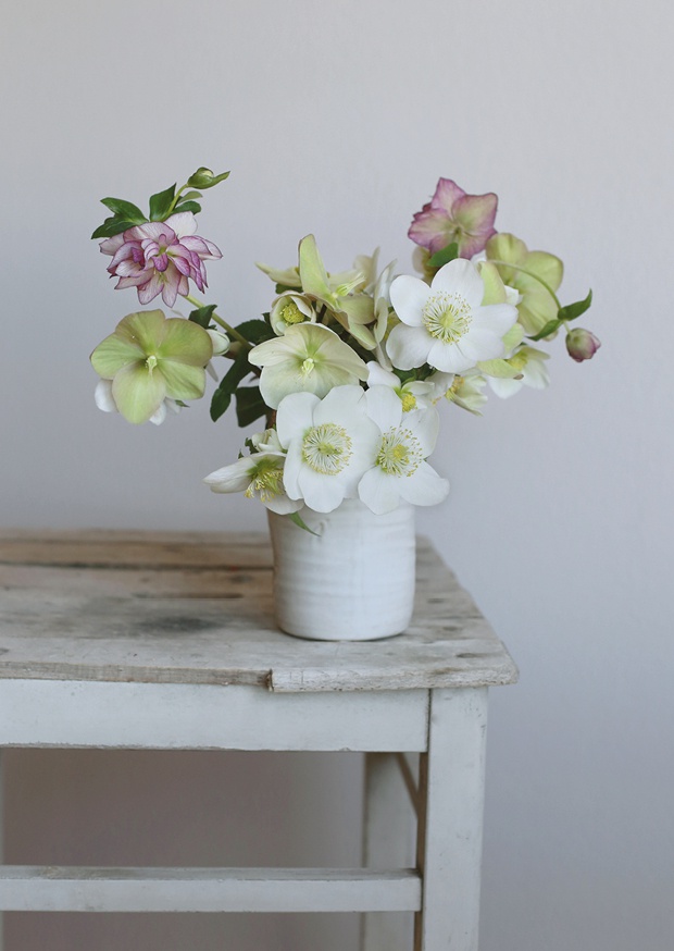 one pretty flower - helleborus