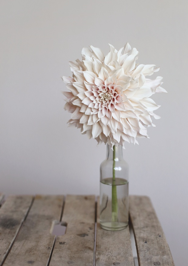 one pretty flower - dahlia