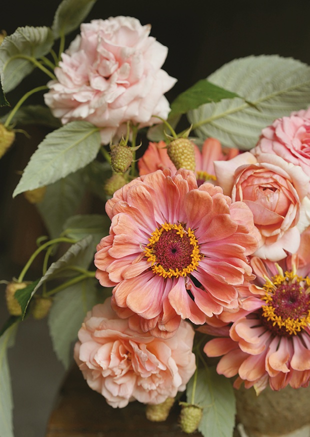 peach zinnias l
