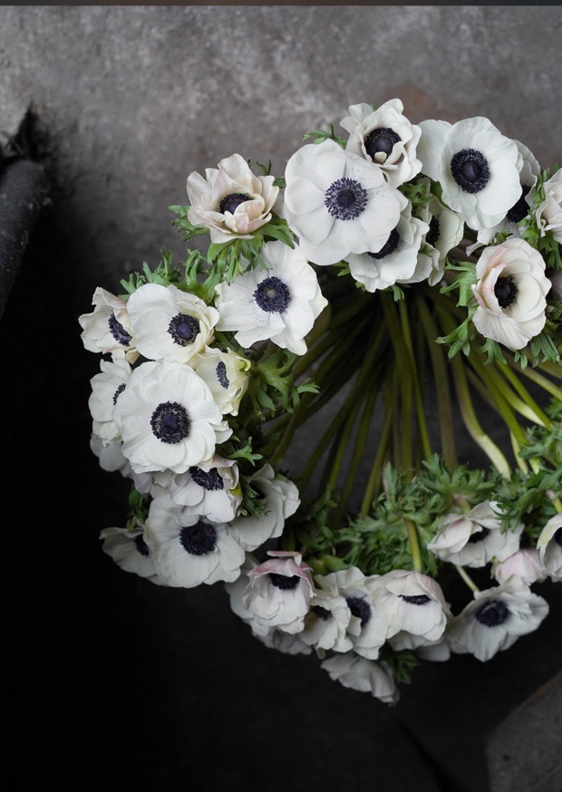black anemones