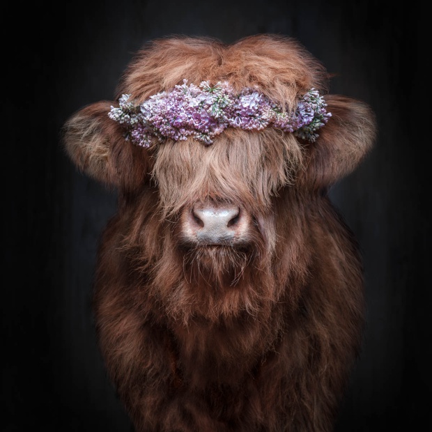 harry vom kuehlenberg