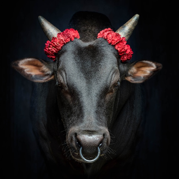 jupiter l gomaringen