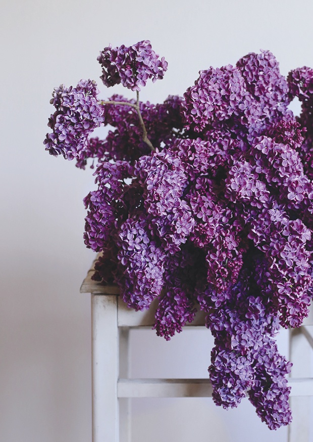 lilac season