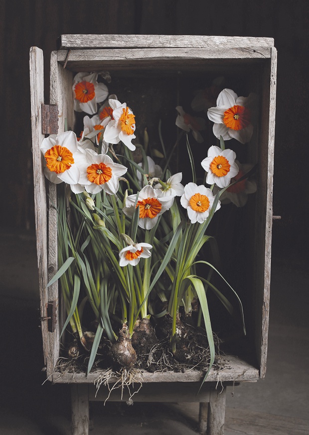 dancing with the daffodils